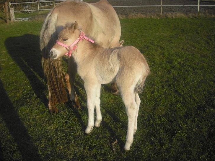 Anden særlig race freja billede 8