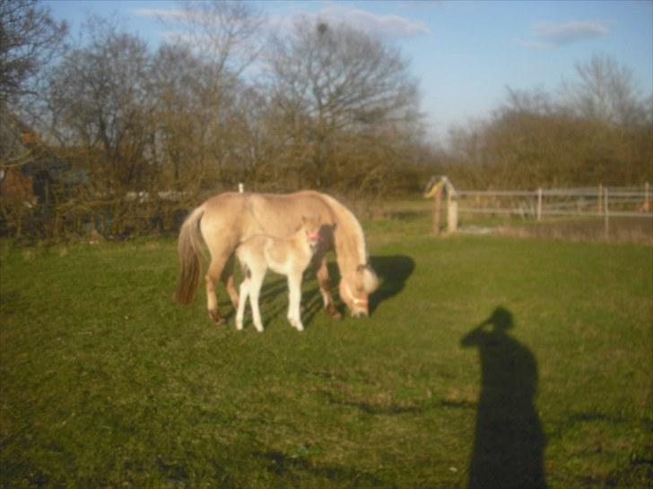 Anden særlig race freja billede 9