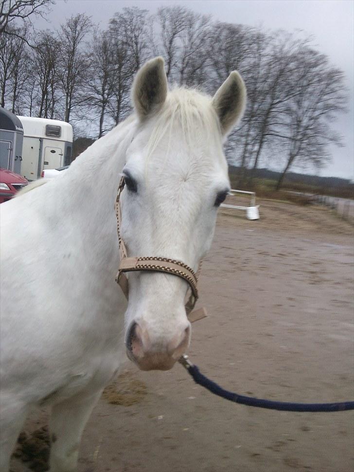 Anden særlig race Vixi - Bamse Vixi<3 Da jeg var med som fletter og shiner. Cathrine, Lenas elev skulle til stævne i Dronninglund med Vixi :) billede 6