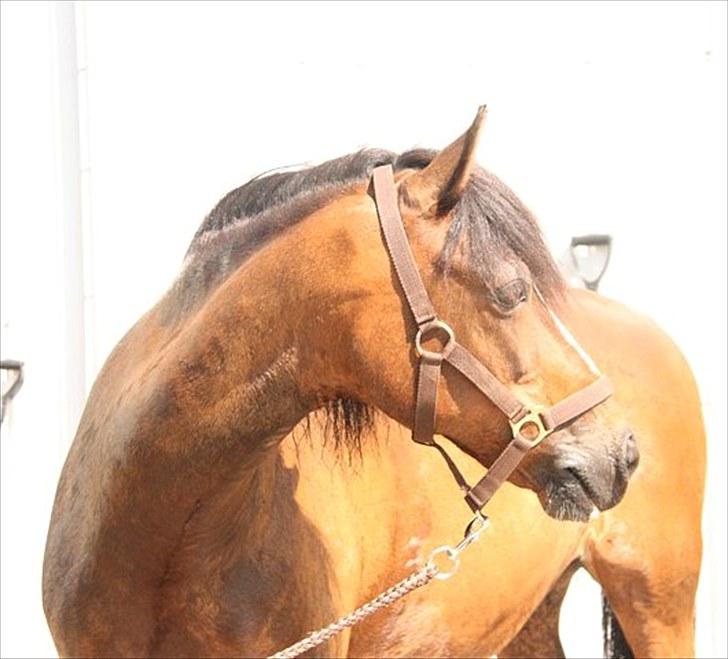 Anden særlig race Lucky Boy † miss you † - 19) Så smuk som du er (; | Foto: KT - FOTO | billede 19