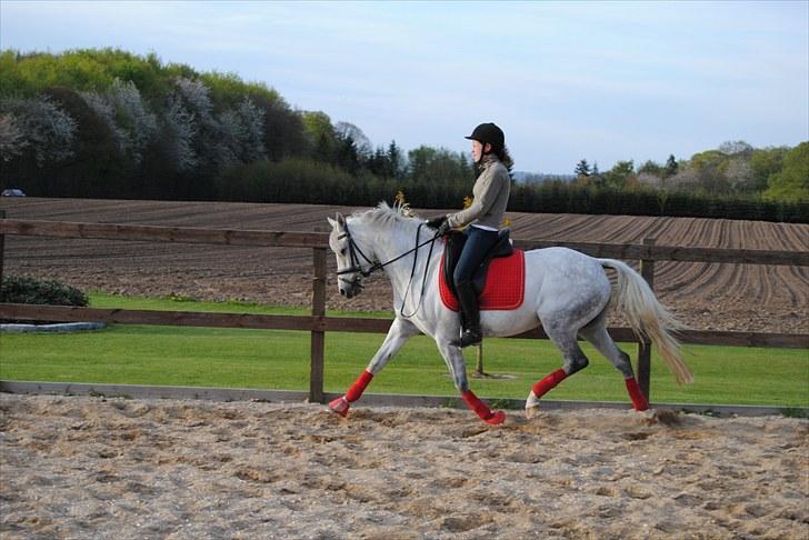 Anden særlig race Powergirl B-pony SOLGT - en fri trav :D billede 12