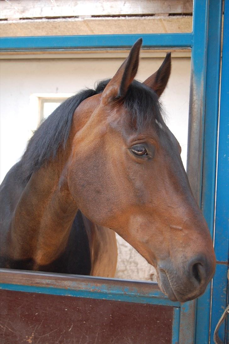 Anden særlig race Banko - Foto : Maria Rasch billede 12
