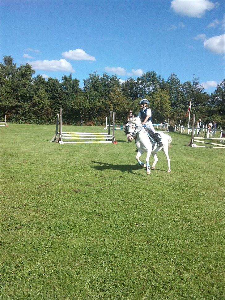 Anden særlig race GINIE!<3  (søsters pony) billede 6