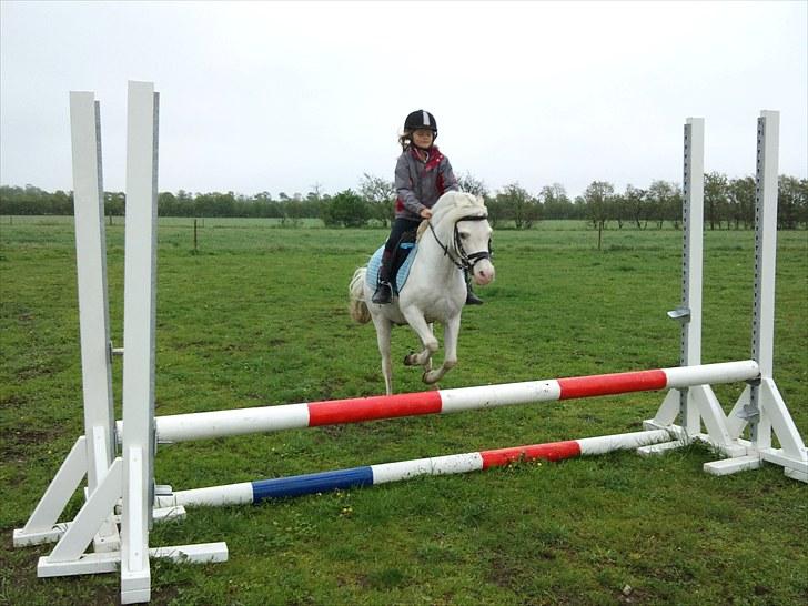 Anden særlig race GINIE!<3  (søsters pony) billede 10