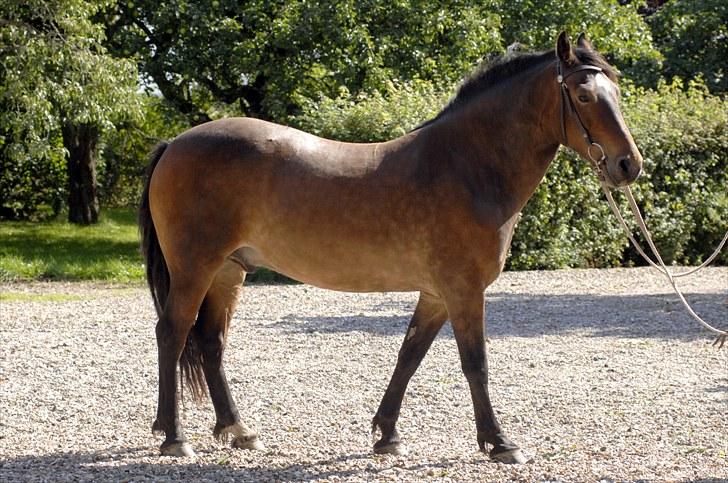 Welsh Cob (sec D) Låddenhøjs Donnovan SOLGT billede 19