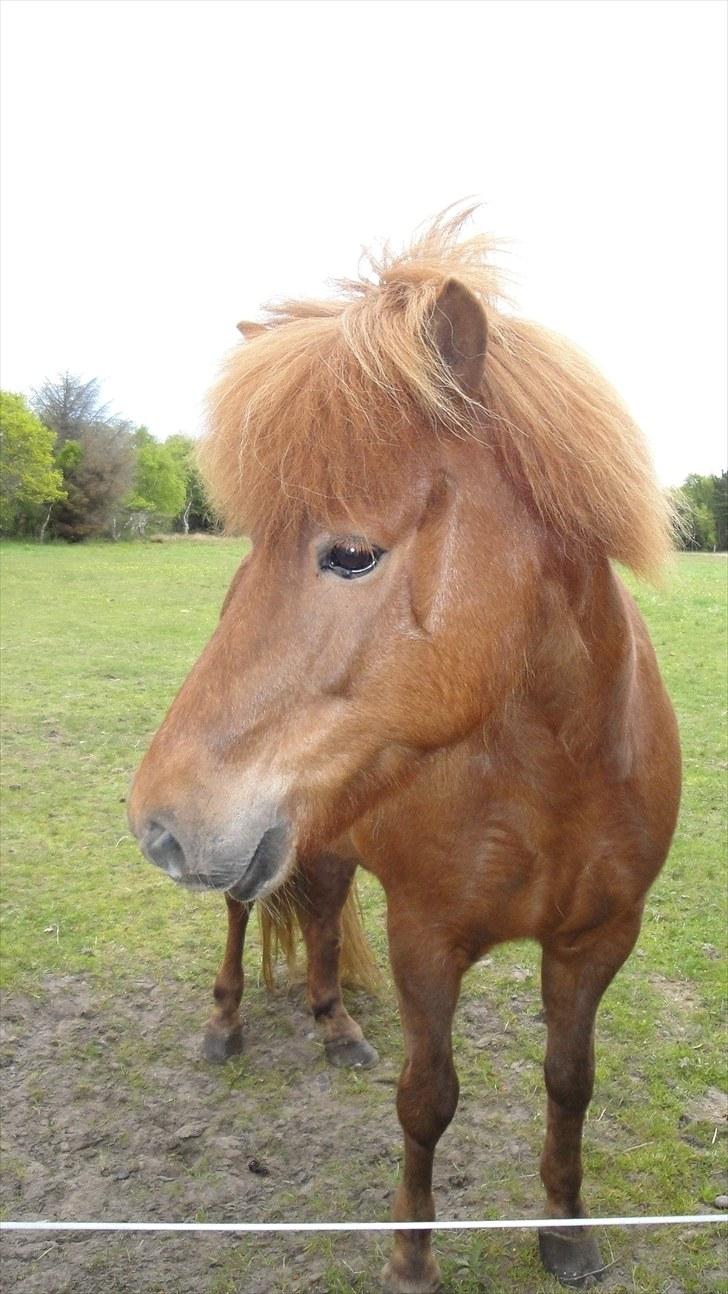 Islænder Vär F Ærtebjerg(død) <33 - vär d. 24/5-10 ! Ingen kopiring ! [ foto: mig] billede 8