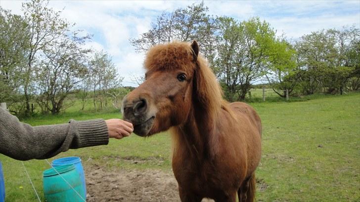Islænder Vär F Ærtebjerg(død) <33 - vär! <3  ! ingen kopiring ! [ foto: mig] billede 9