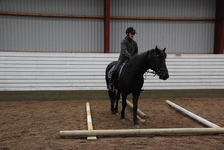 New Forest Sonny Boy *DRØMMEPONYEN* - Ryttermærke prøve 4 billede 20