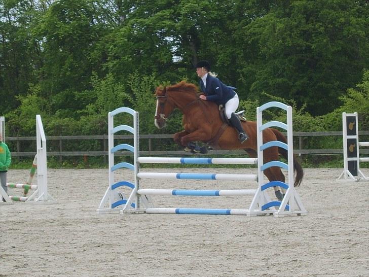 Tysk Oldenburger Andiamo 162 billede 9