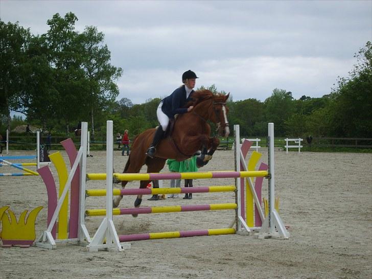 Tysk Oldenburger Andiamo 162 billede 10