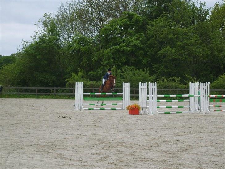 Tysk Oldenburger Andiamo 162 billede 11