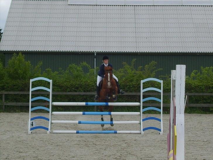 Tysk Oldenburger Andiamo 162 billede 12