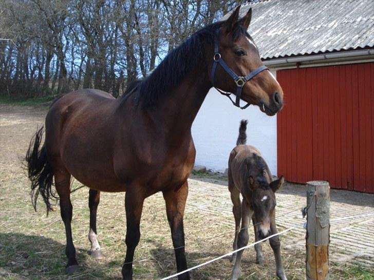 Dansk Varmblod Kenya Gamborg - Kenya og lille Kejser for første gang på fold efter folingen. billede 4