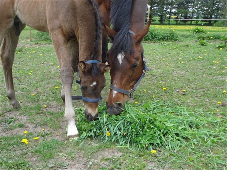 Dansk Varmblod Kenya Gamborg - Her introduceres sønnike for hvad der må siges at blive hans livs måltid. Vi må håbe han ikke er kræsen. :) billede 5
