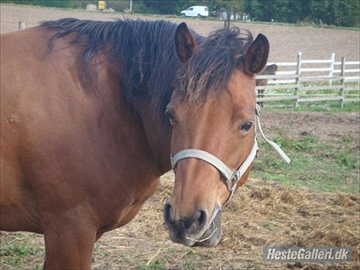 Anden særlig race Pretty Princess SOLGT billede 2