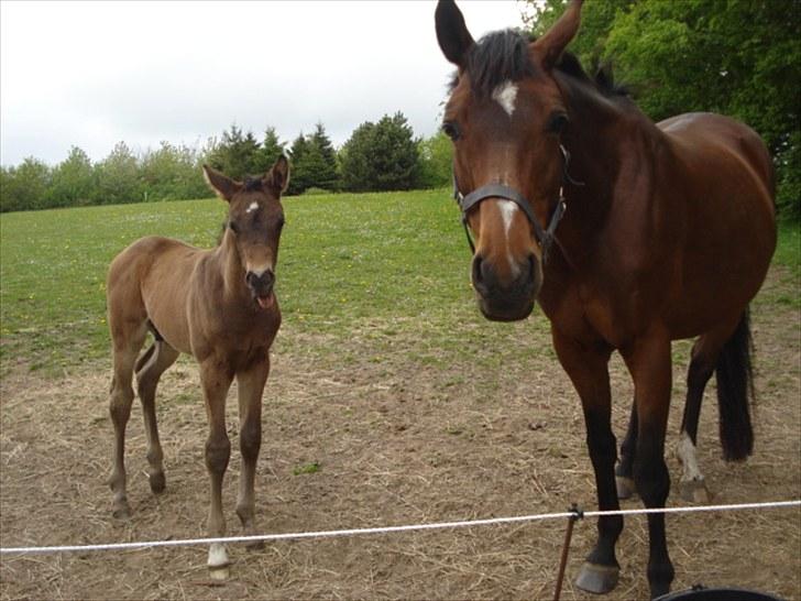 Dansk Varmblod Kenya Gamborg billede 6