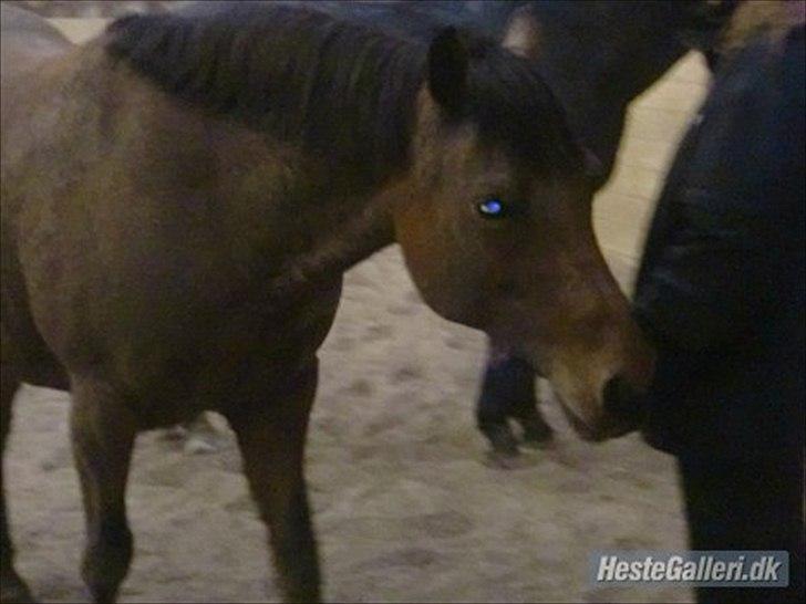 Anden særlig race Pretty Princess SOLGT - Pretty er blevet klippet :D billede 3