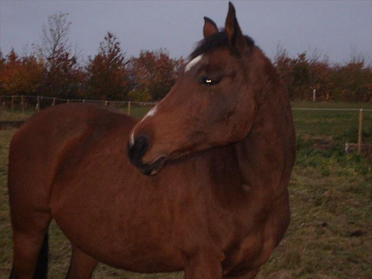 Dansk Varmblod Kenya Gamborg - Efterår 2009 billede 7