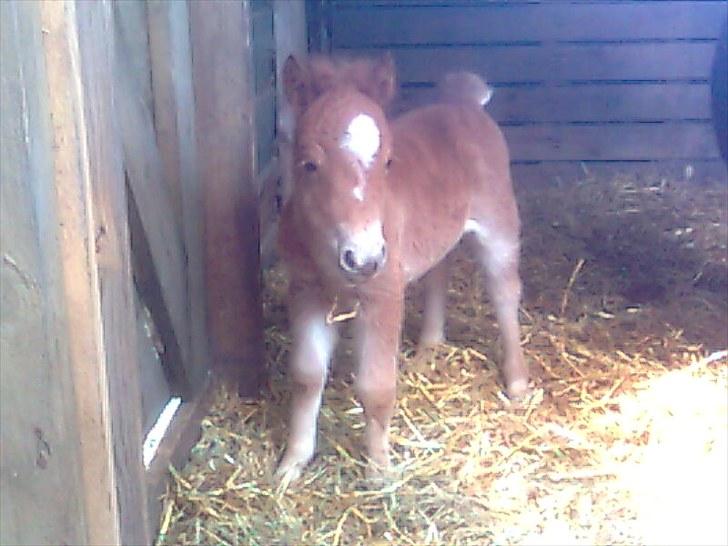 Shetlænder Maj 'SOLGT' billede 16