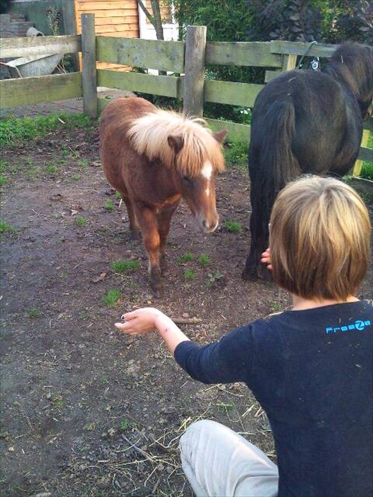 Shetlænder Maj 'SOLGT' billede 17