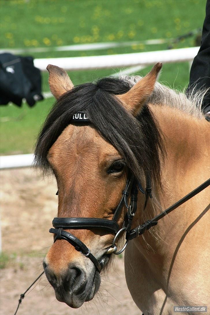 Anden særlig race Tulle billede 7