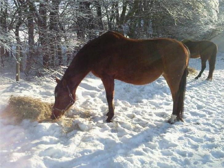 Dansk Varmblod Kenya Gamborg - Vinter 2010 billede 8