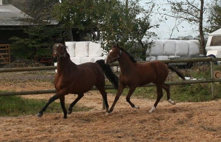Dansk Varmblod Kenya Gamborg - Hos tidligere ejer stutteri Kildemose på sjælland med Kildemoses Kashmir efter BH Hotline ved siden. Kashmir var i en alder af 6 måneder næsten ligeså høj som sin mor. billede 9