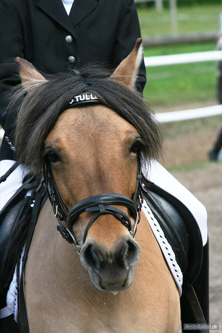 Anden særlig race Tulle - søde tulle;) billede 10