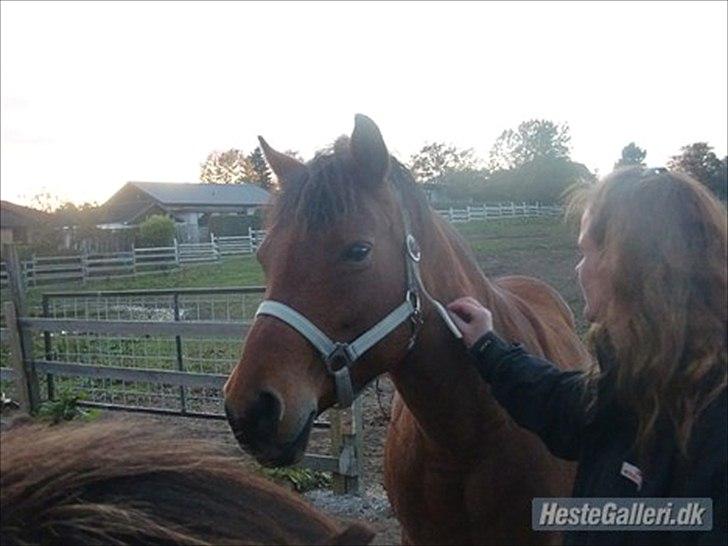 Anden særlig race Pretty Princess SOLGT billede 5