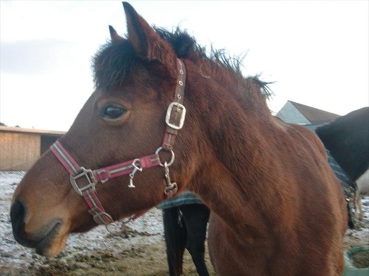 Anden særlig race Pretty Princess SOLGT billede 6