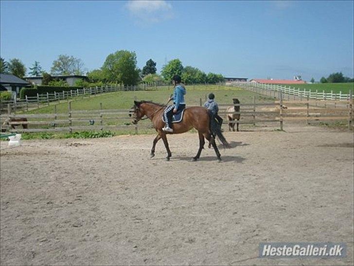 Anden særlig race Pretty Princess SOLGT billede 8
