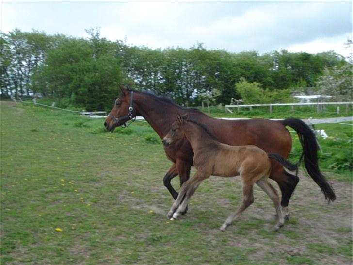 Dansk Varmblod Kenya Gamborg billede 11