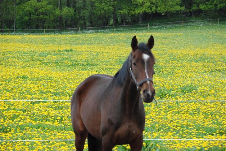 Hollandsk Varmblod Lindholt's Gelinde - Dejlig varm sommer dag 2010 billede 15