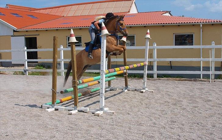Anden særlig race Albert - Foto: Helle Bøttcher billede 14
