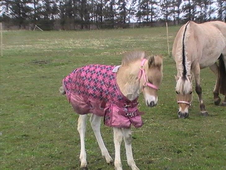 Anden særlig race freja billede 10