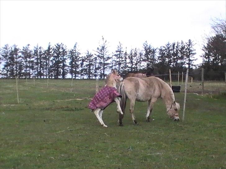 Anden særlig race freja billede 11
