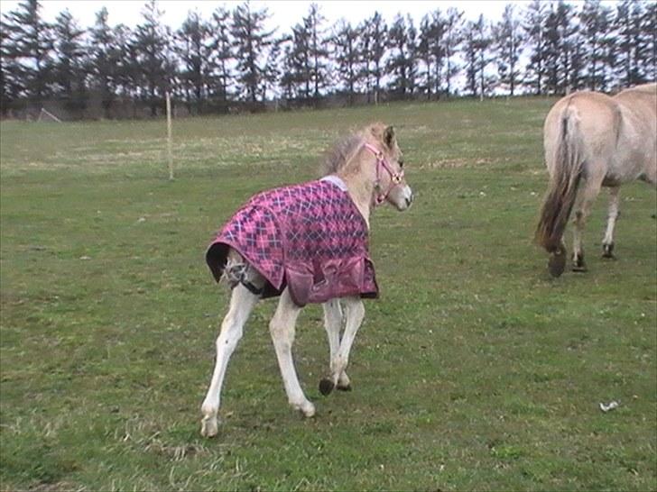 Anden særlig race freja billede 12