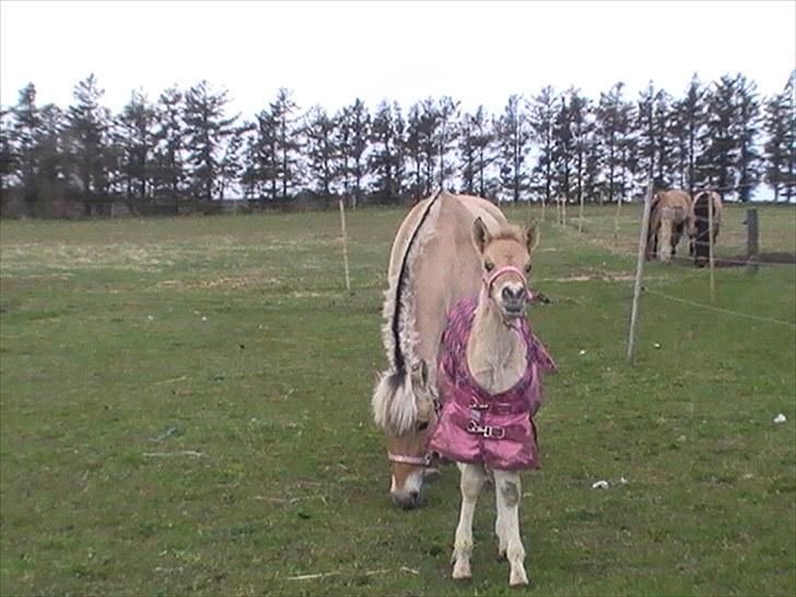 Anden særlig race freja billede 13