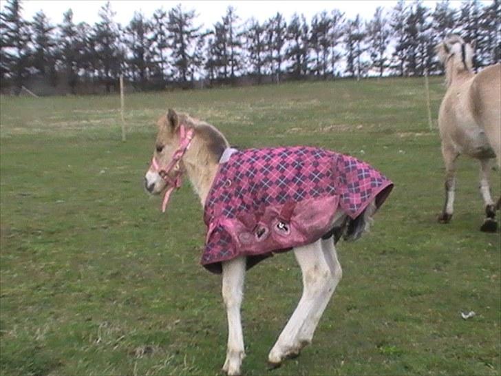 Anden særlig race freja billede 14