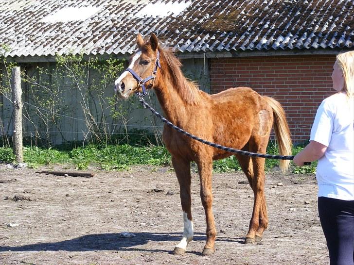 Dansk Varmblod Storåens Malua billede 18