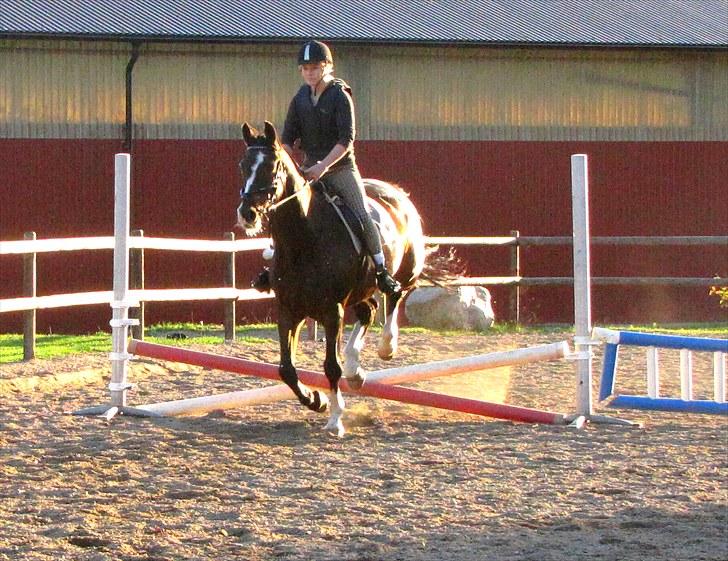Hannoveraner Pik Pikeur  - Fotograf; Cecilie  billede 14
