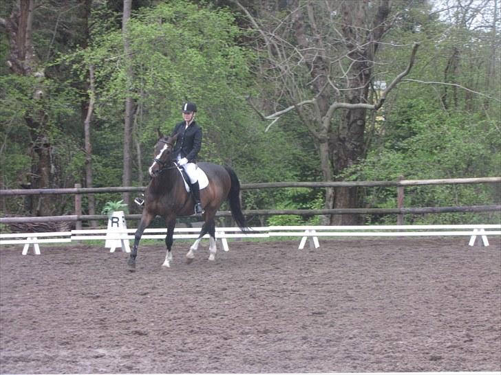Hannoveraner Pik Pikeur  - Dressur LC2. - Fotograf; cecilie  billede 16