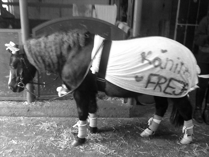 Anden særlig race FREJA billede 20