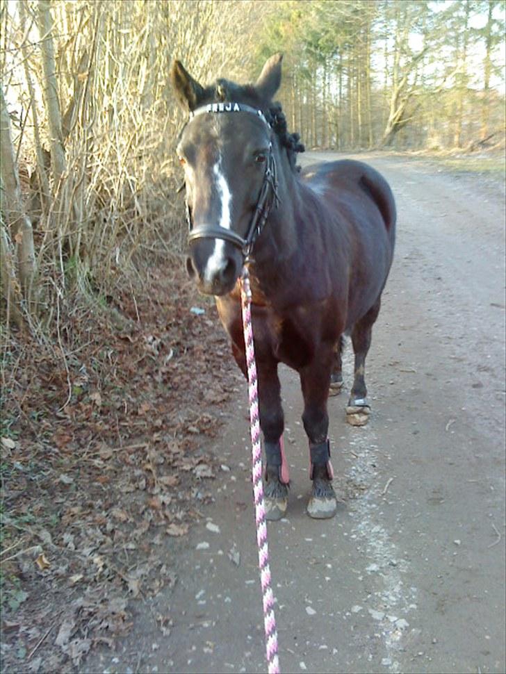 Anden særlig race FREJA billede 19