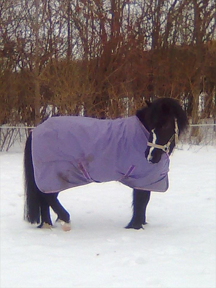 Anden særlig race FREJA billede 4