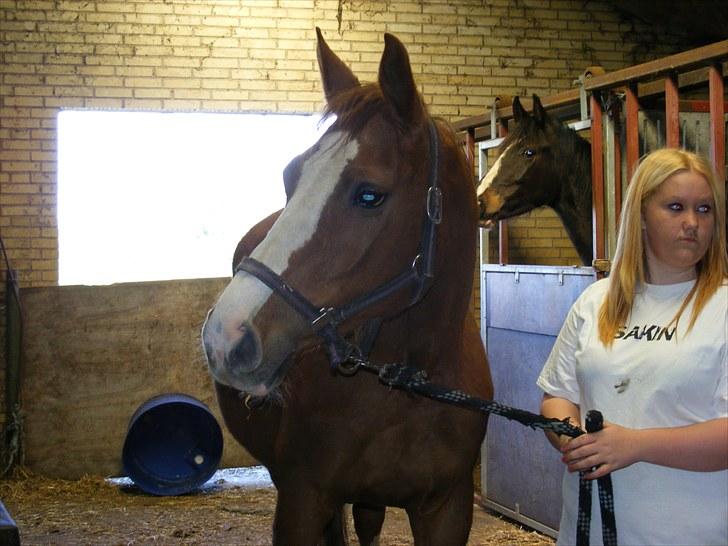 Dansk Varmblod Dianna billede 14