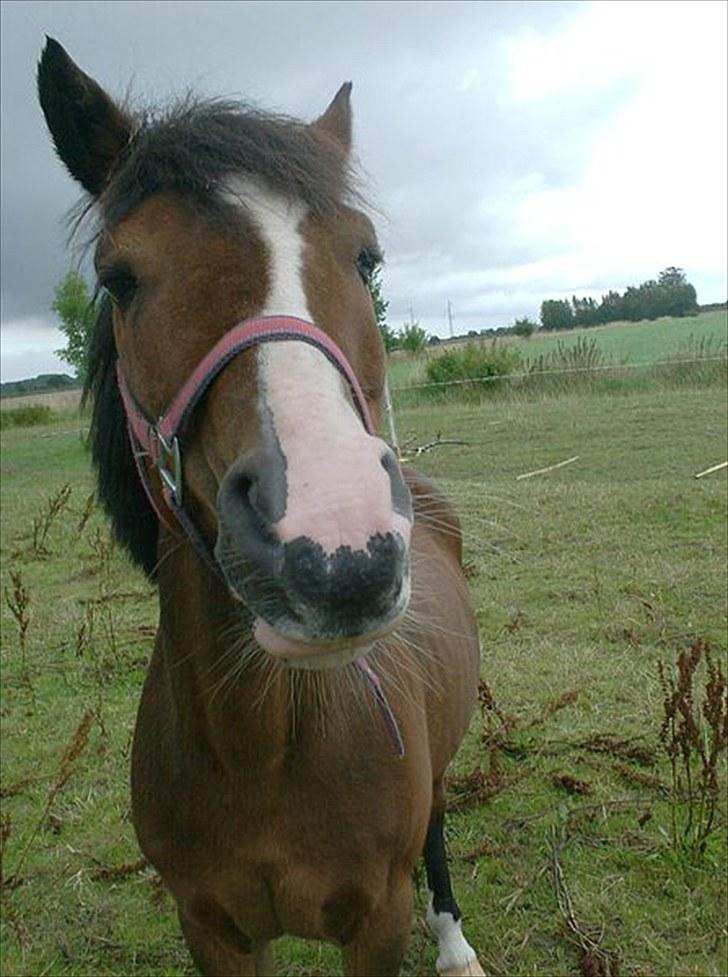 New Forest Fox<3 - lille foxi billede 19