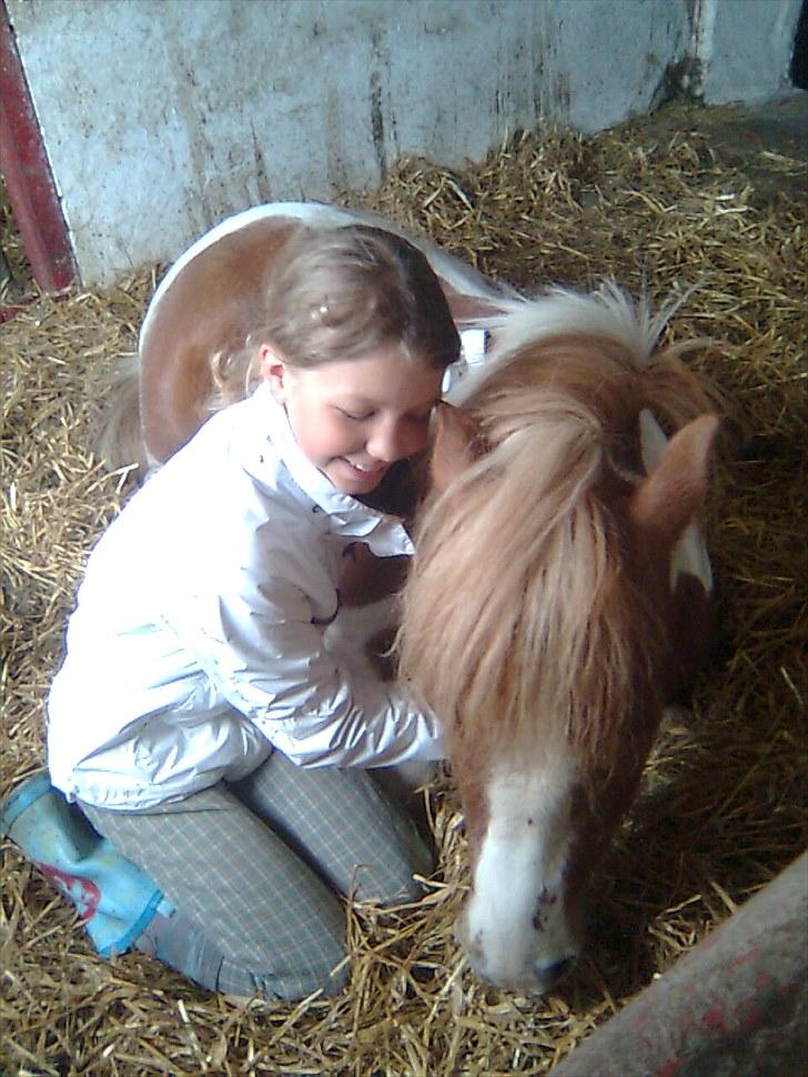 Shetlænder Futte (tidl. redet) - hygge med Futte-manden:-D billede 17