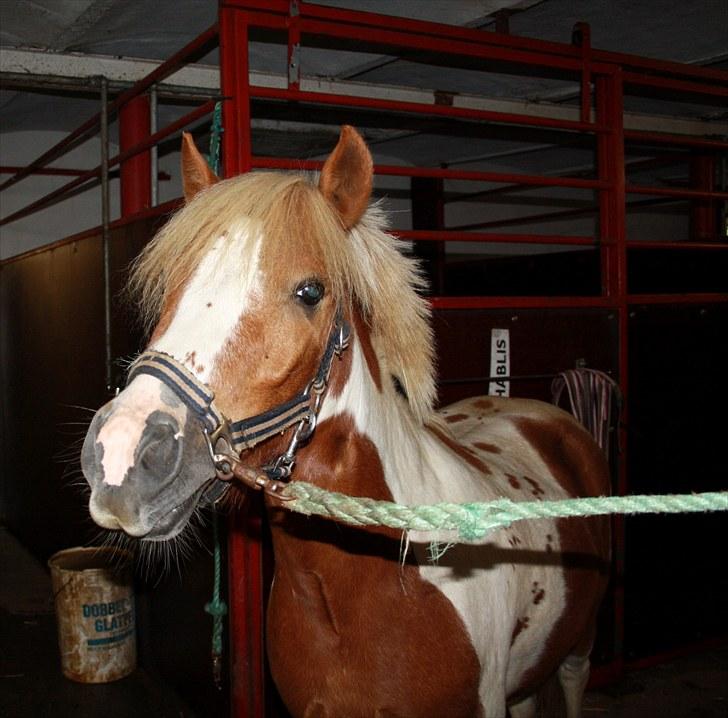 Shetlænder Futte (tidl. redet) - Futte:-D<3 foto: henriette billede 18