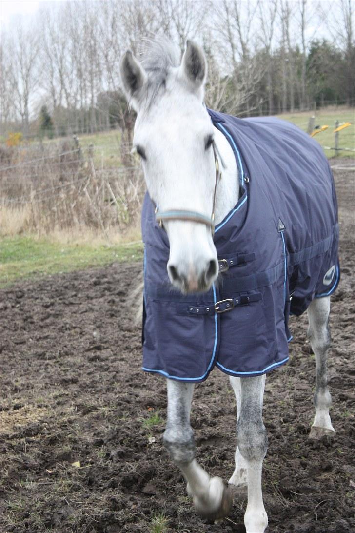 Holstener Chuck billede 4